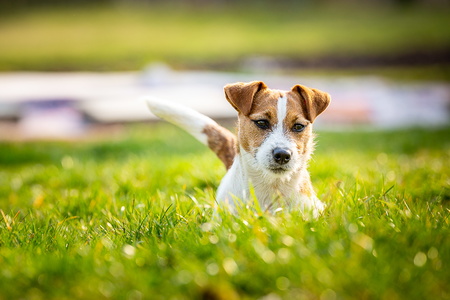 2019-03 Koně Roudníky