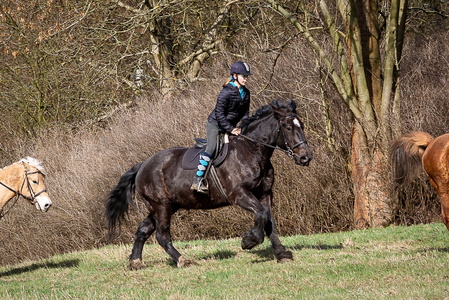 2019-03 Koně Ryjice